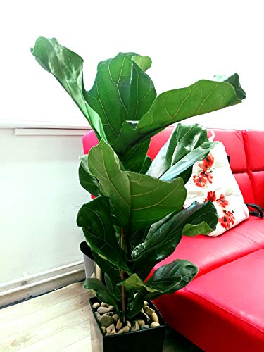 Easy Plants® Fiddle Leaf Fig Tree House Plant in Tall Milano Pot - Gloss White