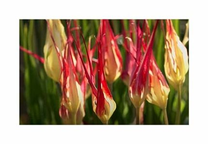 Pcs - 3X Tulipa Acuminata Flower Bulb Garden Plants F-ZS35 - Seeds & Plants Shop by Ipsa
