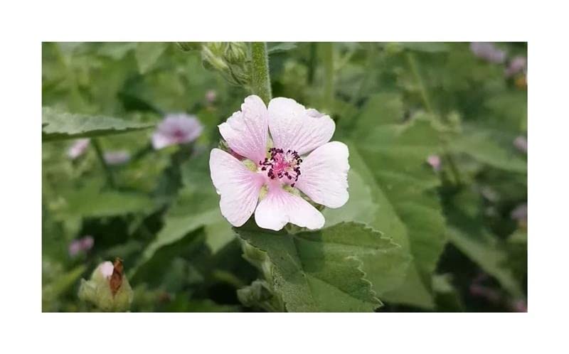 Pcs - 180x Real Marshmallow - Althaea Officinalis Shrubs Garden Plants - Seeds K14 & Plants Shop by Ipsa