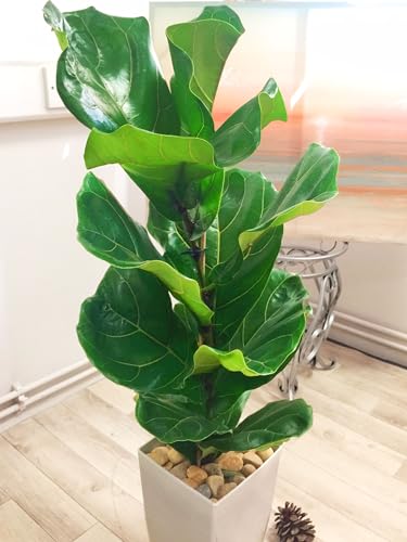 Easy Plants® Fiddle Leaf Fig Tree House Plant in Tall Milano Pot - Gloss White