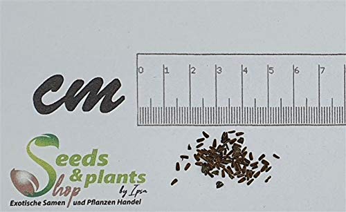 Pcs - 60x Eclipta Prostrata Daisy Garden Plants - Seeds ID97 & Plants Shop by Ipsa