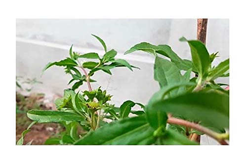 Pcs - 60x Eclipta Prostrata Daisy Garden Plants - Seeds ID97 & Plants Shop by Ipsa