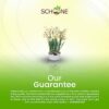 8 x Dwarf Daffodil Canaliculatus – Multi Flowering Scented Miniature – Perennial – Great for Patio Pots – for Your Beautiful Garden