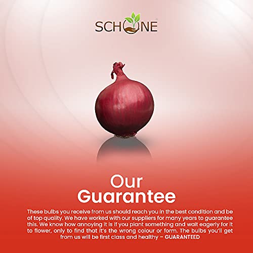 Onion and Garlic Set - Reliable Harvest - for Your Kitchen Garden (250gms Electric Onions)