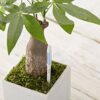 SUS tee Aquameter (Set of 5), Watering Checker for Plants, Helps Watering Plants Correctly, Simple to Use, Prevents Plant Wilting, No Batteries N