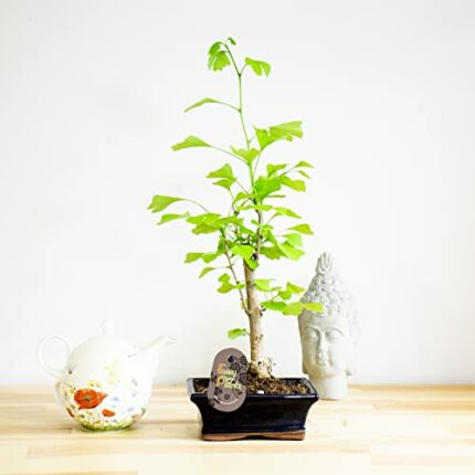 Classic Ginkgo Biloba Bonsai Tree: Resilient Indoor & Outdoor Plant- Ceramic Pot, Effortless Care House Plant- Harmonious Convergence of Natural