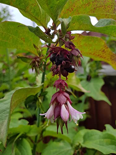 Himalayan Honeysuckle