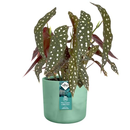elho The Ocean Collection Round 18cm - Flower Pot Indoor - 100% Recycled - Made with Marine Waste - Green/Pacific Green