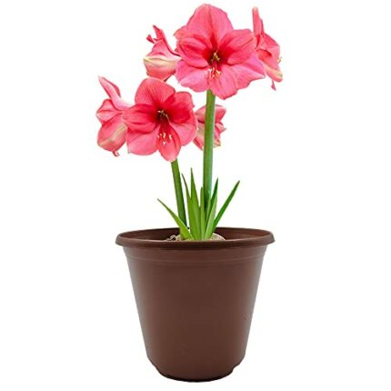 1 x Amaryllis Hippeastrum with Plastic Pot and Potting Compost – Gift Kit – for Your Beautiful Garden (1 x Pink)