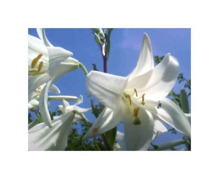 Pcs - 1x Lilium Candidum Madonnenlilie Flower Bulb Garden Plants F-ZS103 - Seeds & Plants Shop by Ipsa