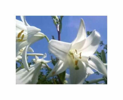 Pcs - 1x Lilium Candidum Madonnenlilie Flower Bulb Garden Plants F-ZS103 - Seeds & Plants Shop by Ipsa
