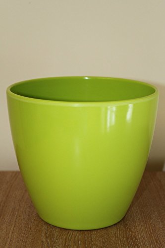 Indoor Plant -House or Office Plant -Chlorophytum - Indoor Spider Plant