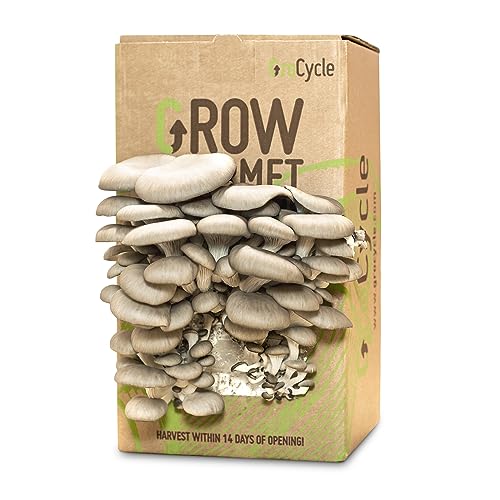 GroCycle Oyster Mushroom Growing Kit | Gardening Gifts - Grow Your Own Mushrooms Kit | | Fun to Grow & Delicious to Eat | Ready to Cook in 14 Day