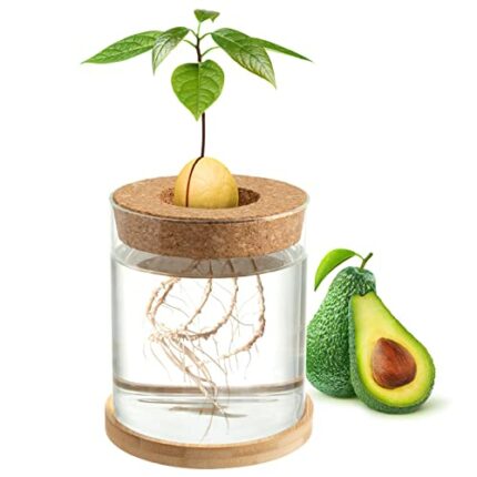 Avocado Tree Growing Kit - Avocado Pit Planting Bowl with Cork and Wooden Base, Cultivating Seedlings in Novel Way, Great Gift for Family Friends
