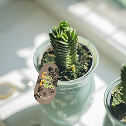 Rare: 1 x Crassula Buddha's Temple Succulent House Plant in 6cm Jade Colour Glass Pot for Office or Fengshui