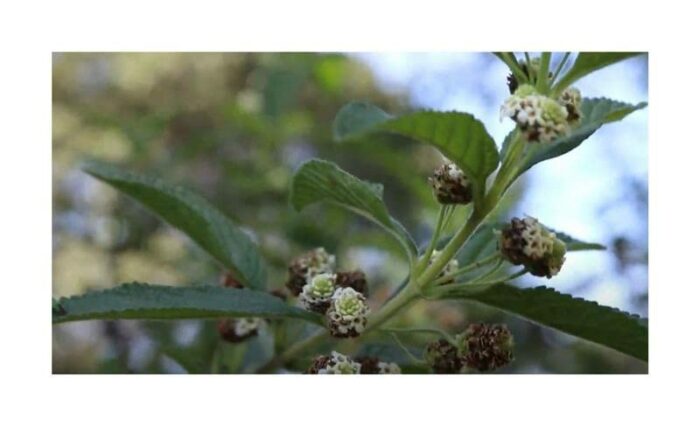 Pcs - 10x Lippia Javanica Bush Garden Plants - Seeds B1271 & Plants Shop by Ipsa