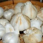 20 Seeds Cloves Solent Wight Garlic UK Hardy Fresh for New Season Start Now