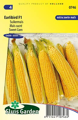 Sweet Corn, Earlibird F1 Vegetable Seeds per Gram - an Early Extra Sweet Corn, Suitable raw or Cooked - 3,5 g - Seeds per Gram: +/-17