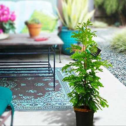 1 x Dawn Redwood Tree in 19cm Pot Large Outdoor Hedge Plant 60-80cm Tall