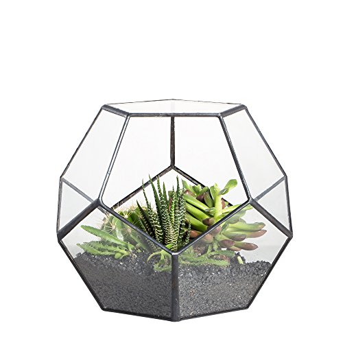 NCYP 15cm Small Glass Geometric Terrarium Planter, Tabletop Pentagon Display Terrarium Pot for Succulent Cacti Fern Moss Air Plants, Indoor Home