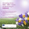 16 Specie Crocus Mixed- A Beautiful Splash of Colour Early in The Year- Beautiful Crocus Blooms Year After Year - Stunning Display - for Your Bea