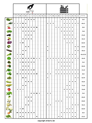 Lettuce Batavia Seeds - Head with Pleasantly Crisp Leaves - 3 g - Seeds: 800