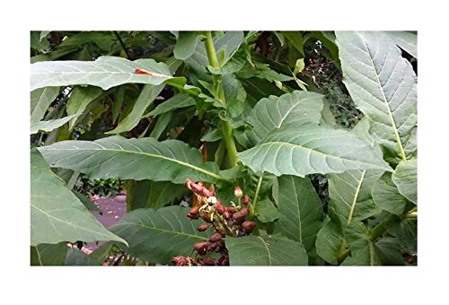 Pcs - 20x Nicotiana Tabacum Tobacco Smoking Tobacco Garden Plants - Seeds B1833 & Plants Shop by Ipsa