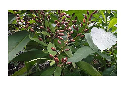 Pcs - 20x Nicotiana Tabacum Tobacco Smoking Tobacco Garden Plants - Seeds B1833 & Plants Shop by Ipsa