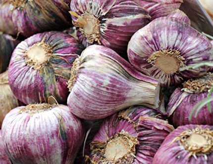 30 Seeds Cloves Lautrec Wight Garlic UK Hardy Fresh for New Season Start Now