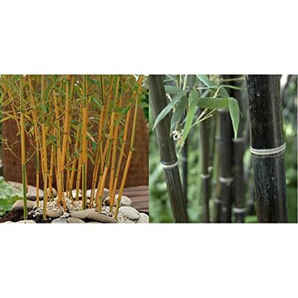 You Garden Phyllostachys Aureocaulis Yellow Bamboo 5L 1.2-1.5M Tall & Phyllostachys nigra (Black Bamboo) 3L Pot 30-40cm Thick Crown