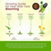 8 x Dwarf Daffodil Canaliculatus – Multi Flowering Scented Miniature – Perennial – Great for Patio Pots – for Your Beautiful Garden