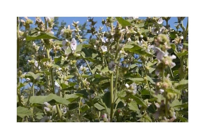 Pcs - 180x Real Marshmallow - Althaea Officinalis Shrubs Garden Plants - Seeds K14 & Plants Shop by Ipsa