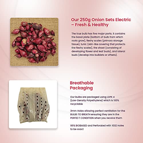 Onion and Garlic Set - Reliable Harvest - for Your Kitchen Garden (250gms Electric Onions)