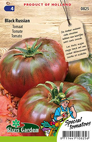 Tomato Black Russian Vegetable - Compact Plant which Produces Large Fruits of Approx 100 Grams - 0,2 g - Seeds per Gram: +/-60