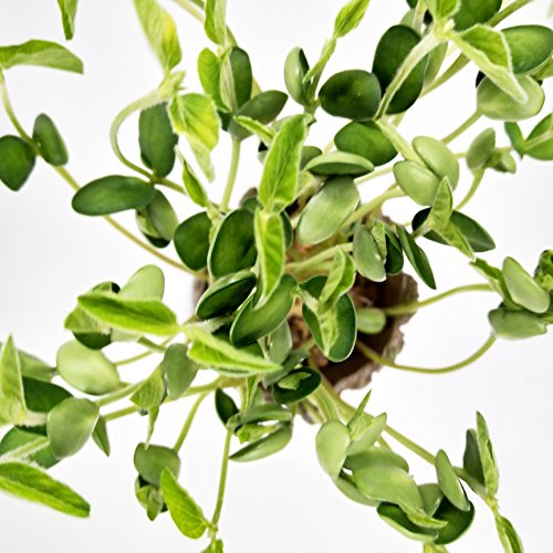 GuangTouL G-root Flower Pot Guardians of The Galaxy Baby Action Figures Model for Pen Pot, Home, garden, Desktop Decoration Supplies