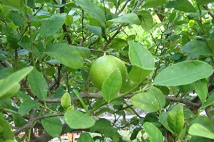 Citrus 3 Pack - Eureka Lemon/Seville Orange/Kaffir Lime Tree Saplings - Small but Healthy - in 7cm pots