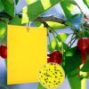 50PCS fruit fly traps yellow Fly Paper sticky catcher - Double-sided Fungus Gnat Sticky Catcher For Multiple Insect