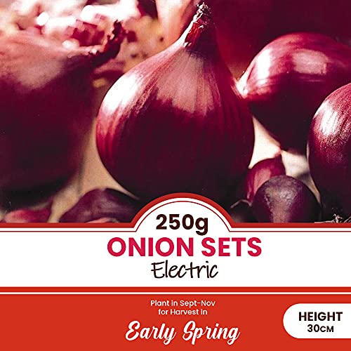 Onion and Garlic Set - Reliable Harvest - for Your Kitchen Garden (250gms Electric Onions)