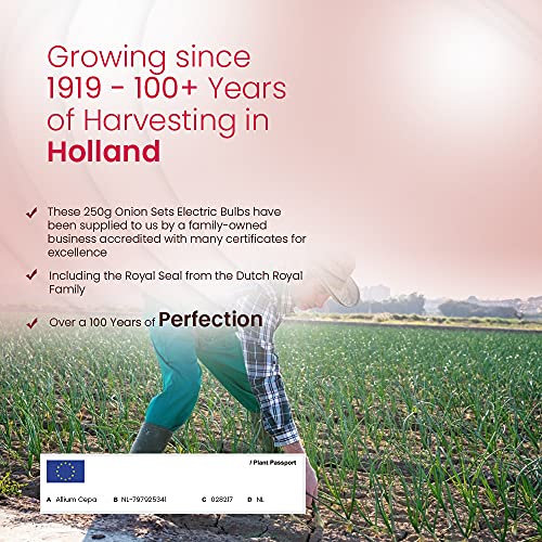 Onion and Garlic Set - Reliable Harvest - for Your Kitchen Garden (250gms Electric Onions)