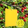 50PCS fruit fly traps yellow Fly Paper sticky catcher - Double-sided Fungus Gnat Sticky Catcher For Multiple Insect