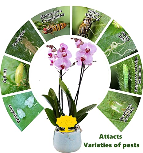 Fruit Fly Trap, 40 Pack Fruit Fly Killer Yellow Sticky Bug Insect Killer Double-sided Insect Catcher Sticky Bug Sticky Fruit Fly Killer for House