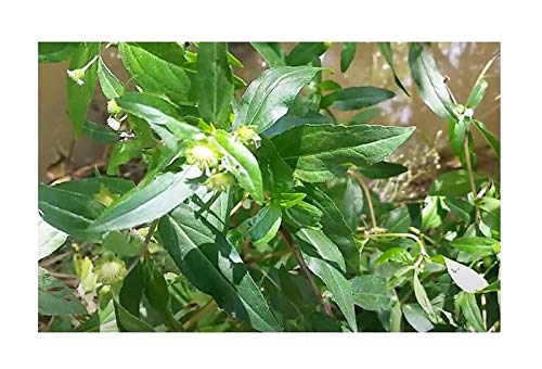 Pcs - 60x Eclipta Prostrata Daisy Garden Plants - Seeds ID97 & Plants Shop by Ipsa