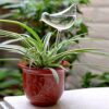 5 Pcs Bird Shape Plant Waterer Plastic Plant Watering Globes Self-Watering Bulbs Large Garden Watering Stakes Automatic Irrigation Device for Ind
