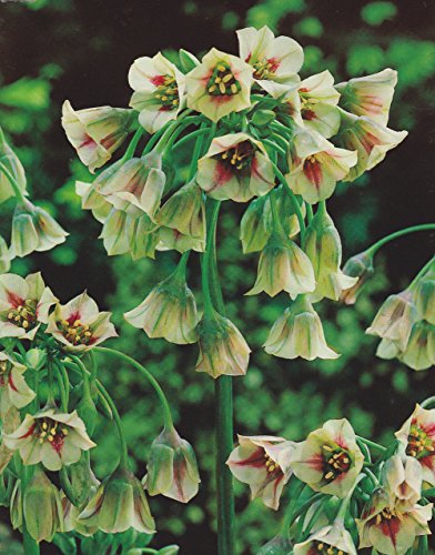 5 ALLIUM NECTAROSCORDUM BULBS FOR BORDER PATIO ROCKERY GARDEN PERENNIAL PLANT