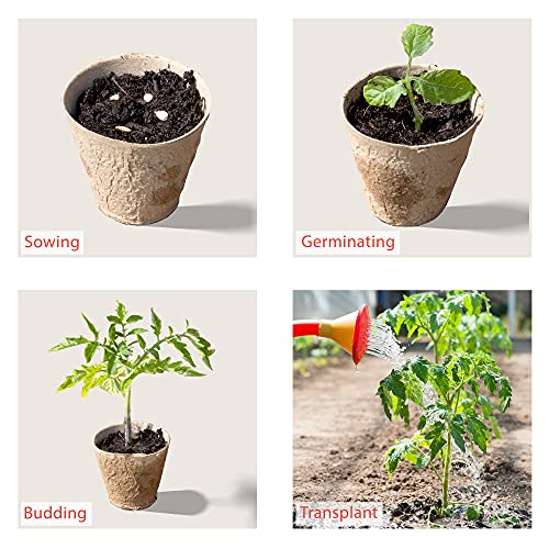 Little Chiltern Co 70 pack Biodegradable Plant Pots for growing Seeds - Round Fibre seedling pots for Outdoor Indoor Growing Plants - Seed starte