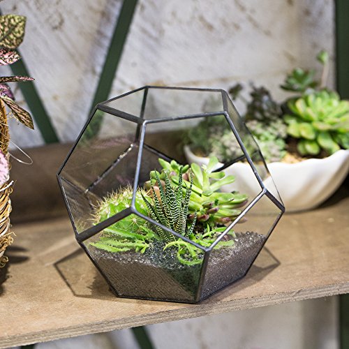 NCYP 15cm Small Glass Geometric Terrarium Planter, Tabletop Pentagon Display Terrarium Pot for Succulent Cacti Fern Moss Air Plants, Indoor Home