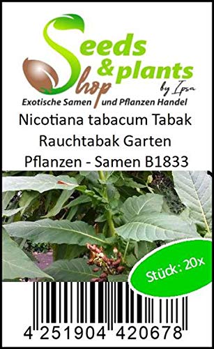 Pcs - 20x Nicotiana Tabacum Tobacco Smoking Tobacco Garden Plants - Seeds B1833 & Plants Shop by Ipsa