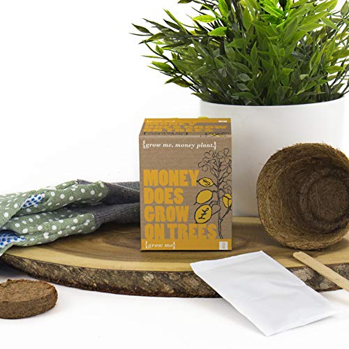 Grow Me Hot Stuff & Gift Republic Ltd Grow Me Money Does Grow On Trees