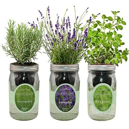Environet Hydroponic Herb Growing Kit Set, Self-Watering Mason Jar Herb Garden Starter Kit Indoor, Grow Your Own Herbs from Seeds (Rosemary, Lave