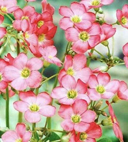 SB 1-60 Oxalis DEPPEI Bulbs/Corm Beautiful Perennial Garden Plant Summer Flowering (15)